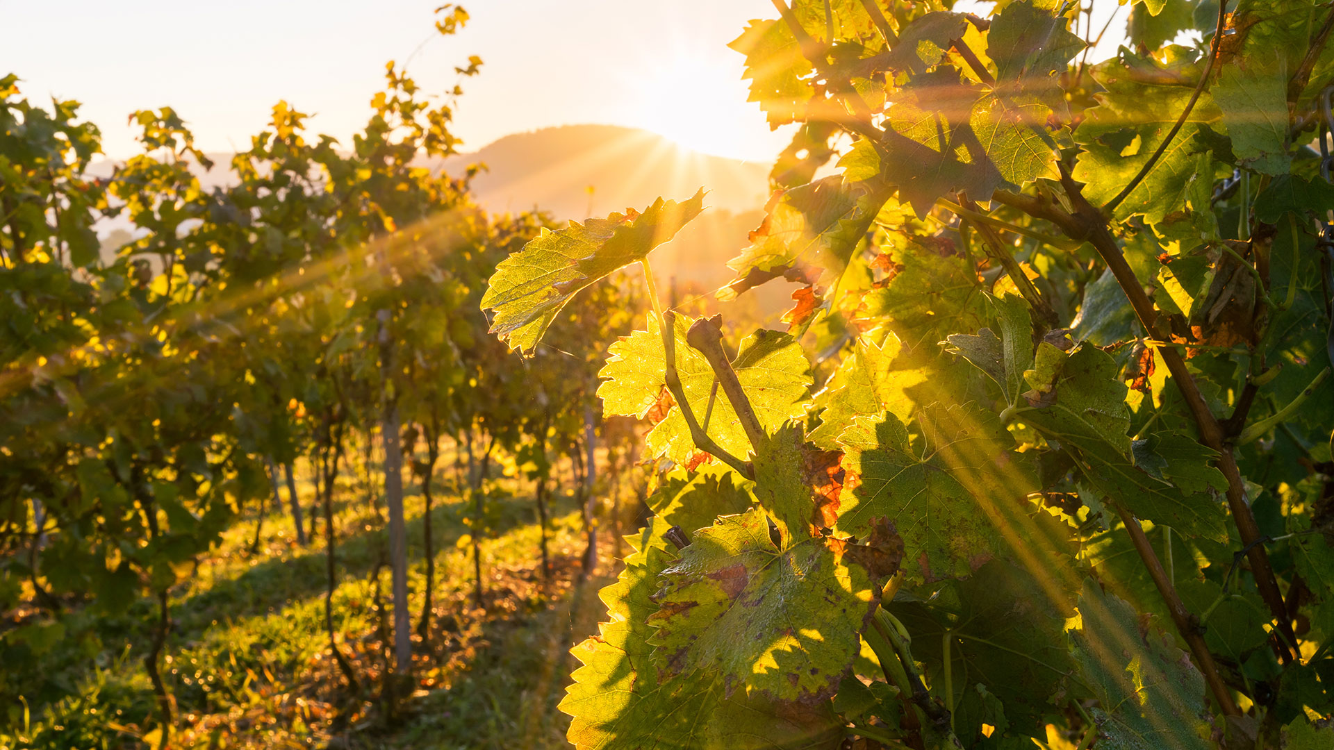 Weinanbaugebiet Baden