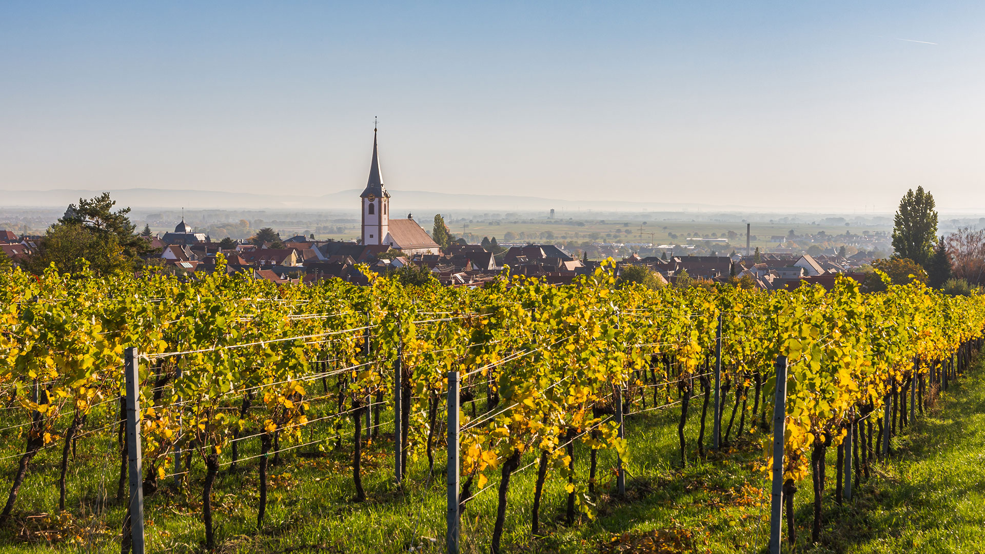 Weinanbaugebiet Pfalz
