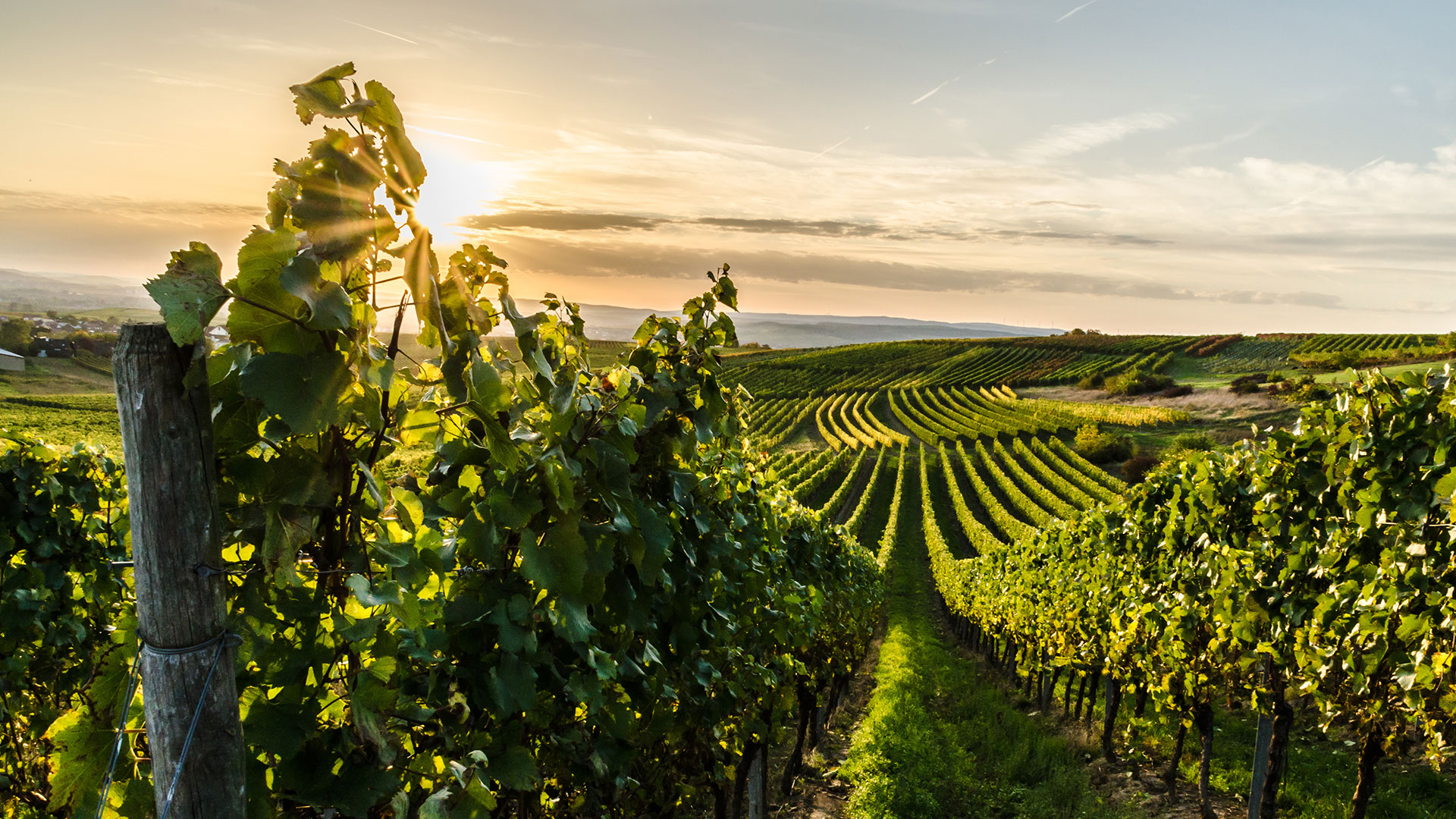 Weinanbaugebiet Rheinhessen