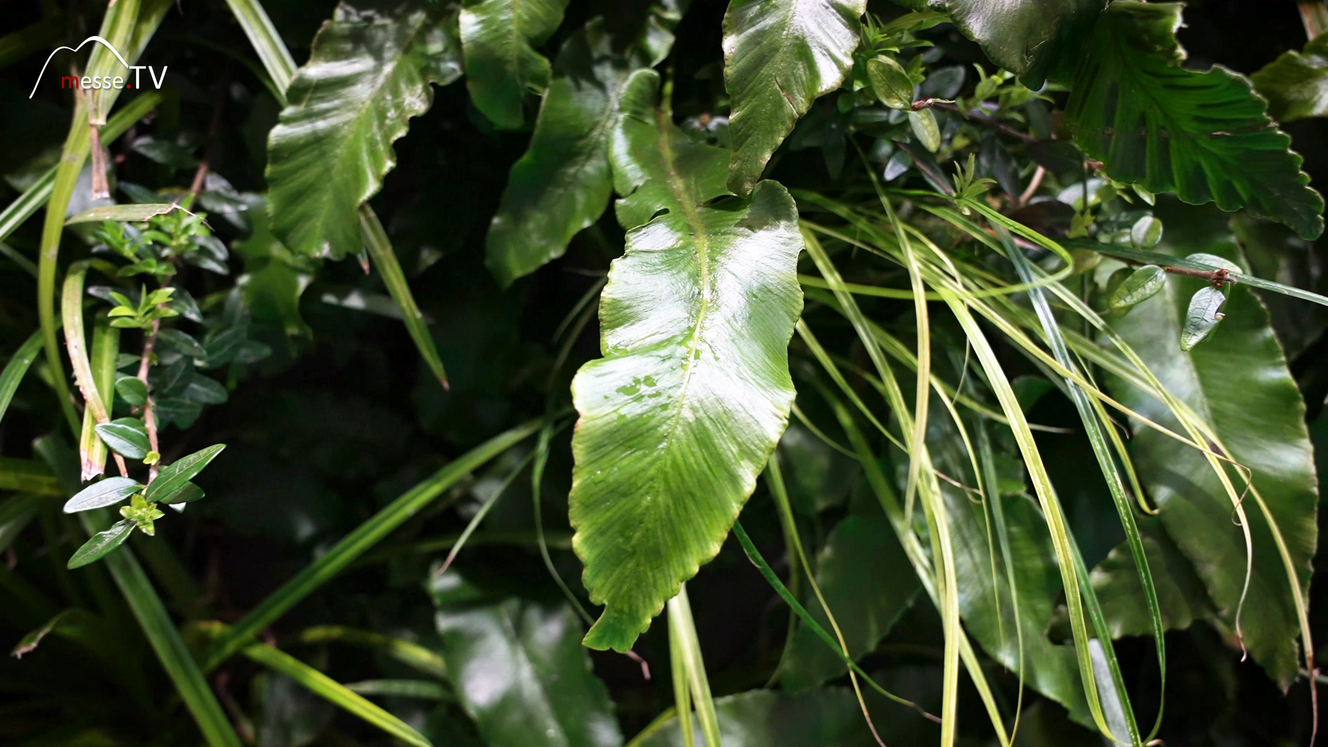 Gruene bepflanzte Gebaeudefassade Sempergreen