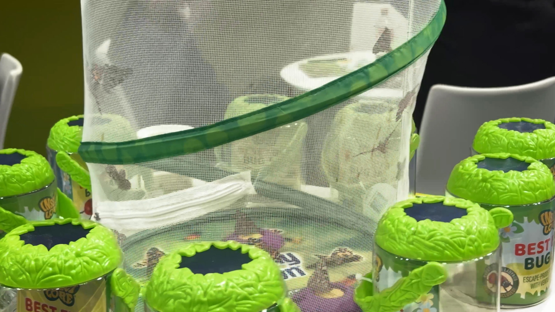 Lebensphasen Insekten Beobachtung Entwicklung und Freilassen in Natur