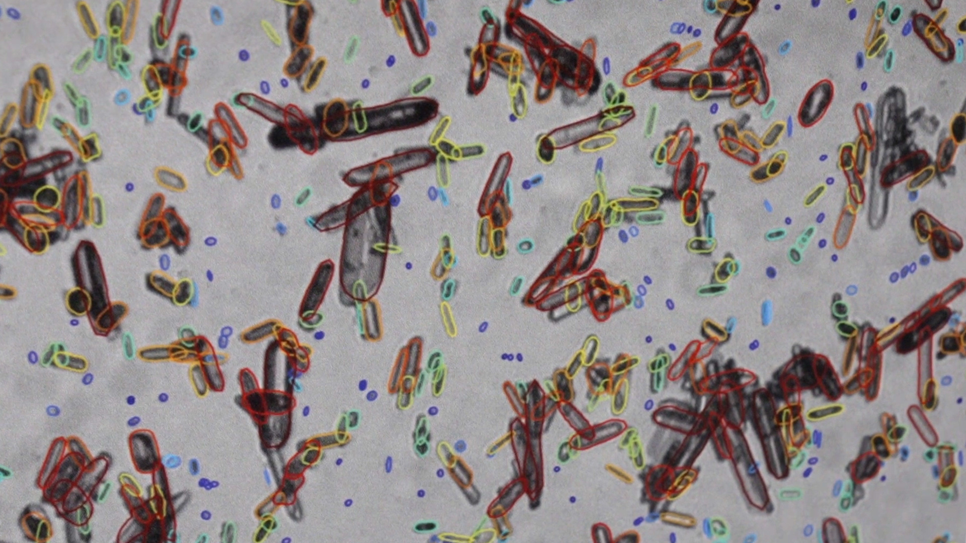 ips real time particle analysis extended service image evaluation also for external data