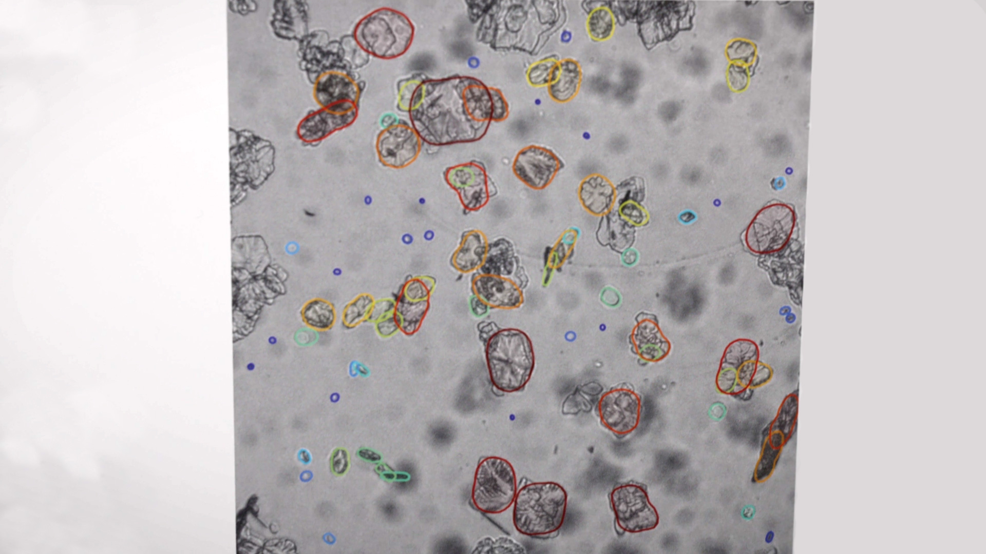sensor principle microscopy in the process instead of in the laboratory ips sensor and test 2025 nuremberg
