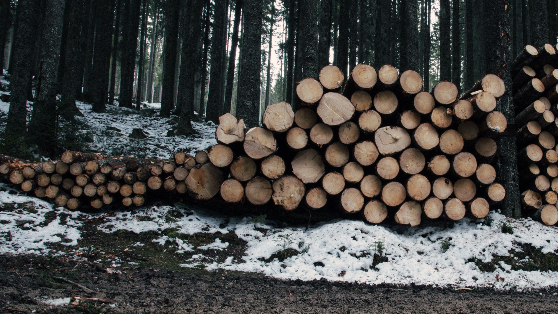 Forest with logs symbolic image Interforst